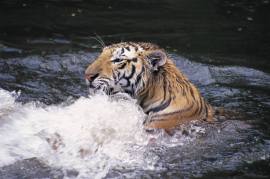 TigerSwim